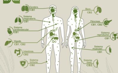 Como debo tomar mi CBD oil Kanabi?